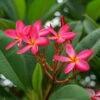 Frangipani, Rosarot, Topf-Ø 14/15 Cm -Gartenbedarf Geschäft 0210104346 0210104350 0210104666 Plumeria Rubra Rare