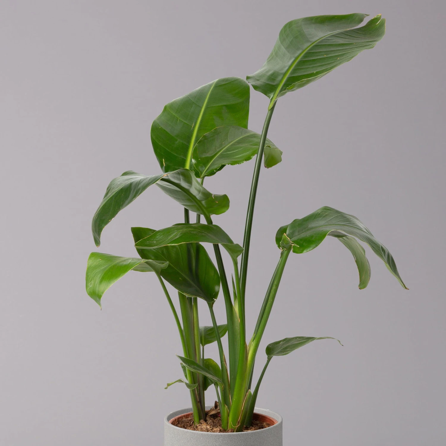 Strelitzia Nicolai, Topf-Ø 17 Cm, Höhe Ca. 55 Cm 4 Strelitzia Nicolai, Topf-Ø 17 Cm, Höhe Ca. 55 Cm – Bild 2