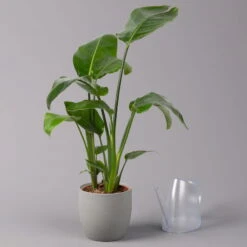 Strelitzia Nicolai, Topf-Ø 17 Cm, Höhe Ca. 55 Cm 11 Strelitzia Nicolai, Topf-Ø 17 Cm, Höhe Ca. 55 Cm -Gartenbedarf Geschäft 0210104742 Strelitzia nicolai T17 3