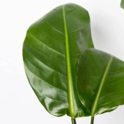 Strelitzia Nicolai, Topf-Ø 17 Cm, Höhe Ca. 55 Cm 12 Strelitzia Nicolai, Topf-Ø 17 Cm, Höhe Ca. 55 Cm -Gartenbedarf Geschäft 0210104742 Strelitzia nicolai T17 4