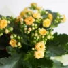 Kalanchoe 'Calandiva'®, Gelb, Topf-Ø 12 Cm, Höhe Ca. 27,5 Cm, 6er-Set -Gartenbedarf Geschäft 0210350157 Kalanchoe Cal gelb 12cm T H 26cm