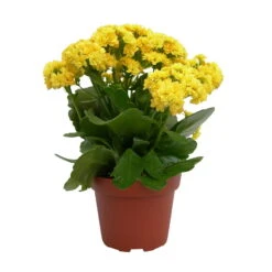 Kalanchoe 'Calandiva'®, Gelb, Topf-Ø 12 Cm, Höhe Ca. 27,5 Cm, 6er-Set -Gartenbedarf Geschäft 0210350157 Kalanchoe Cal gelb