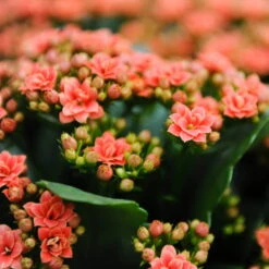 Kalanchoe 'Calandiva'®, Orange, Topf-Ø 12 Cm, Höhe Ca. 27,5 Cm, 6er-Set -Gartenbedarf Geschäft 0210350158 Kalanchoe Cal orange 12cm T H 26cm