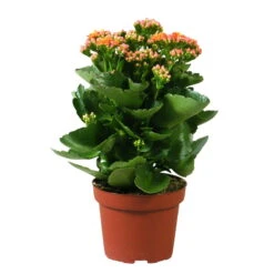 Kalanchoe 'Calandiva'®, Orange, Topf-Ø 12 Cm, Höhe Ca. 27,5 Cm, 6er-Set -Gartenbedarf Geschäft 0210350158 Kalanchoe Cal orange