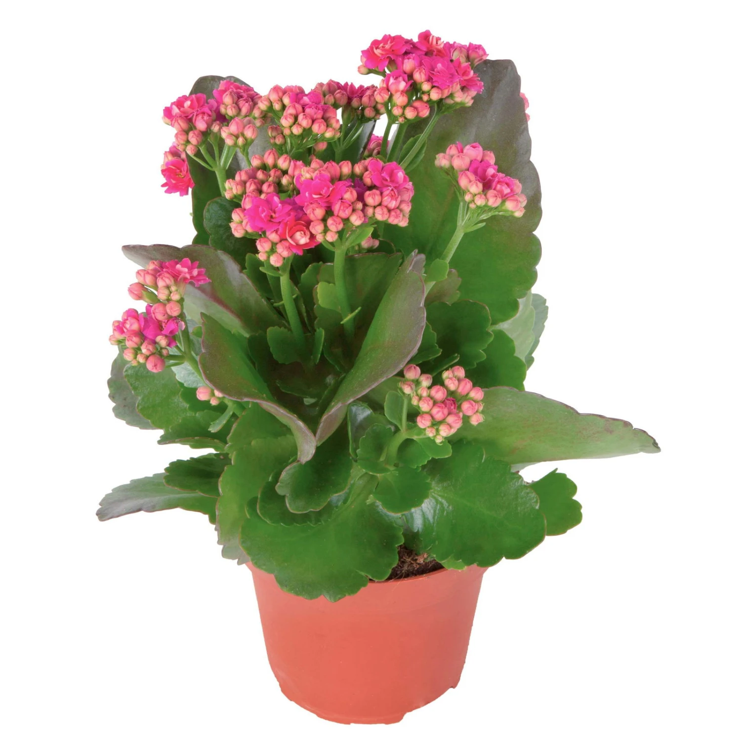 Kalanchoe 'Calandiva'®, Violett, Topf-Ø 12 Cm, Höhe Ca. 27,5 Cm, 6er-Set 6 Kalanchoe 'Calandiva'®, Violett, Topf-Ø 12 Cm, Höhe Ca. 27,5 Cm, 6er-Set – Bild 4