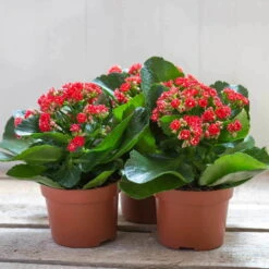 Kalanchoe 'Calandiva'®, Rot, Topf-Ø 12 Cm, Höhe Ca. 27,5 Cm, 6er-Set -Gartenbedarf Geschäft 0210350161 Kalanchoe Cal rot 12 cm T H 26cm1