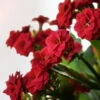 Kalanchoe 'Calandiva'®, Rot, Topf-Ø 12 Cm, Höhe Ca. 27,5 Cm, 6er-Set -Gartenbedarf Geschäft 0210350161 Kalanchoe Cal rot 12 cm T H 26cm2