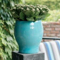 Kalanchoe 'Calandiva'®, Weiß, Topf-Ø 12 Cm, Höhe Ca. 27,5 Cm, 6er-Set -Gartenbedarf Geschäft 0210350168 Kalanchoe Cal weiss1