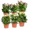 Kalanchoe 'Calandiva'®, Weiß&violett, Topf-Ø 12 Cm, Höhe Ca. 20-30 Cm, 6er-Set -Gartenbedarf Geschäft 0210350368 Kalanchoe weiss violett 6er Set 3xweiss 3xviolett