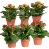 Kalanchoe 'Calandiva'®, Rot&orange, Topf-Ø 12 Cm, Höhe Ca. 20-30 Cm, 6er-Set -Gartenbedarf Geschäft 0210350372 Kalanchoe rot orange 6er Set 3xrot 3xorange