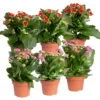 Kalanchoe 'Calandiva'®, Rot&violett, Topf-Ø 12 Cm, Höhe Ca. 20-30 Cm, 6er-Set -Gartenbedarf Geschäft 0210350373 Kalanchoe rot violett 6er Set 3xrot 3xviolett