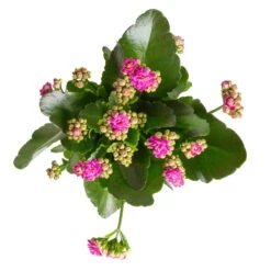 Kalanchoe 'Calandiva'®, Gelb&violett, Topf-Ø 12 Cm, Höhe Ca. 20-30 Cm, 6er-Set 12 Kalanchoe 'Calandiva'®, Gelb&violett, Topf-Ø 12 Cm, Höhe Ca. 20-30 Cm, 6er-Set -Gartenbedarf Geschäft 0210350382 Kalanchoe violett 6er Set 6xviolett 1