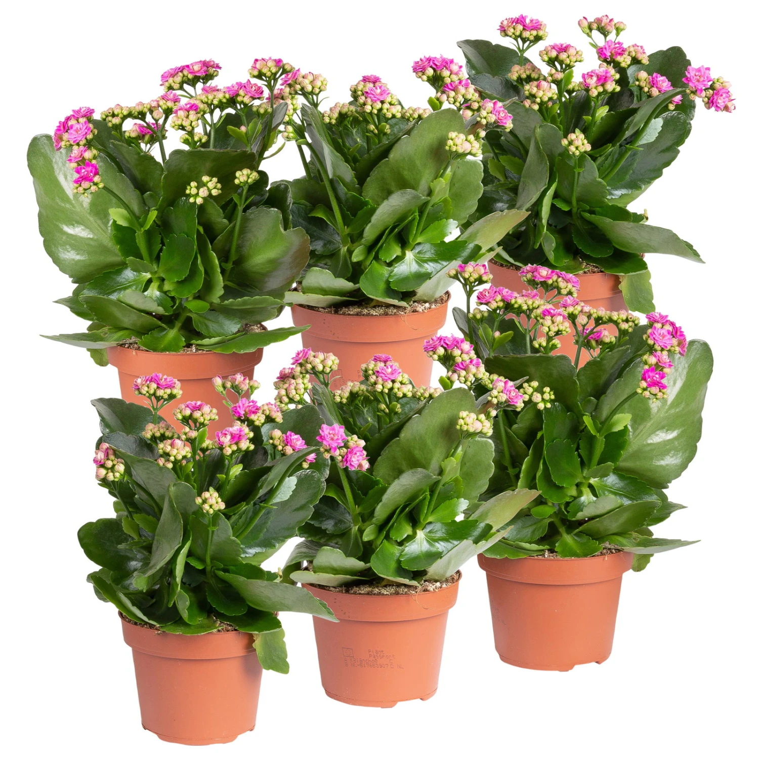 Kalanchoe 'Calandiva'®, Violett, Topf-Ø 12 Cm, Höhe Ca. 27,5 Cm, 6er-Set 3 Kalanchoe 'Calandiva'®, Violett, Topf-Ø 12 Cm, Höhe Ca. 27,5 Cm, 6er-Set