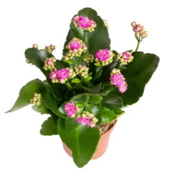 Kalanchoe 'Calandiva'®, Rot&violett, Topf-Ø 12 Cm, Höhe Ca. 20-30 Cm, 6er-Set -Gartenbedarf Geschäft 0210350382 Kalanchoe violett 6er Set 6xviolett 3 1