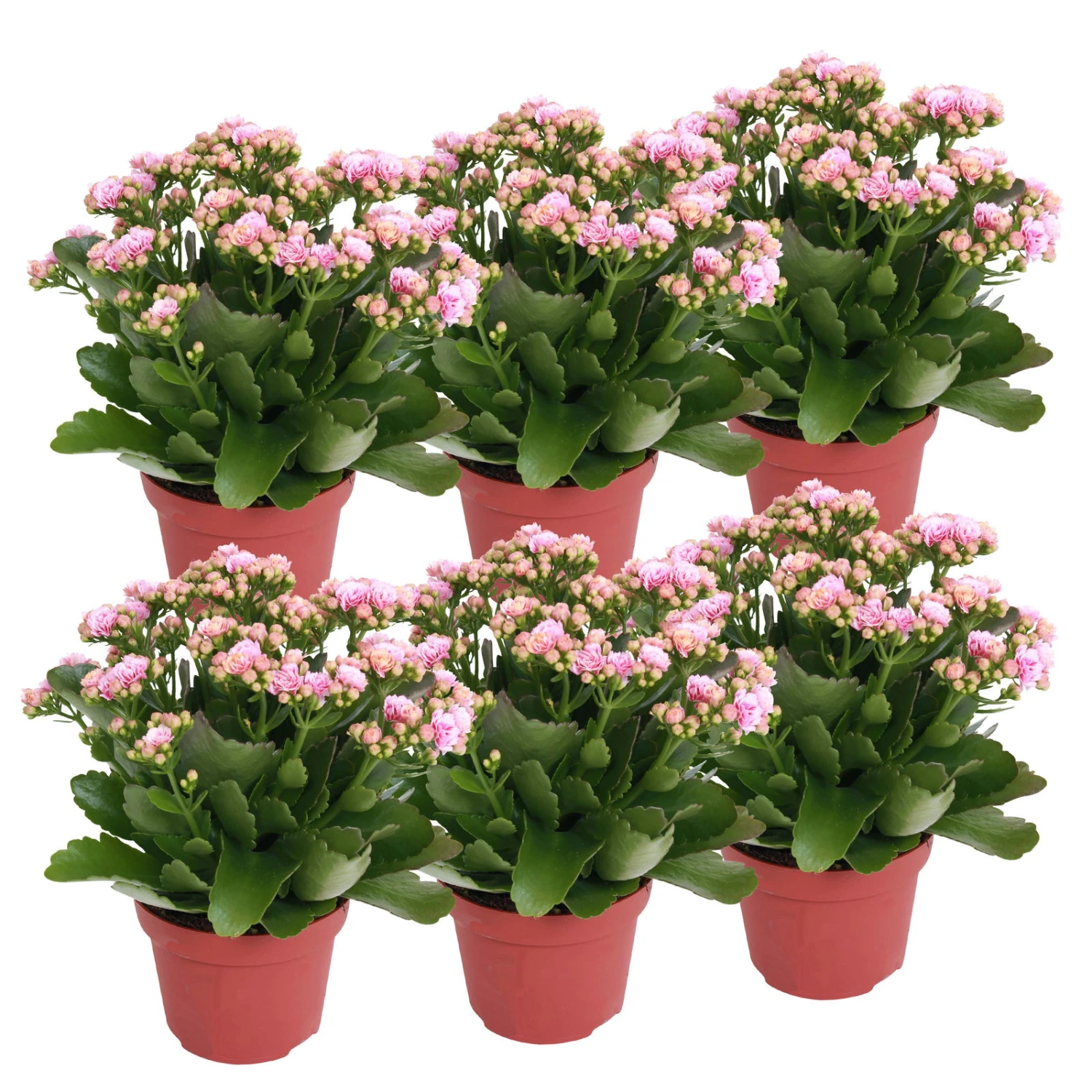 Kalanchoe 'Calandiva'®, Rosa-weiß, Topf-Ø 12 Cm, Höhe Ca. 27,5 Cm, 6er-Set 3 Kalanchoe 'Calandiva'®, Rosa-weiß, Topf-Ø 12 Cm, Höhe Ca. 27,5 Cm, 6er-Set