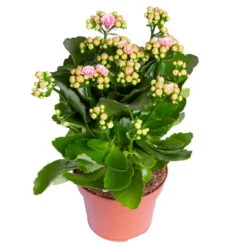 Kalanchoe 'Calandiva'®, Rosa-weiß, Topf-Ø 12 Cm, Höhe Ca. 27,5 Cm, 6er-Set 11 Kalanchoe 'Calandiva'®, Rosa-weiß, Topf-Ø 12 Cm, Höhe Ca. 27,5 Cm, 6er-Set -Gartenbedarf Geschäft 0210350383 Kalanchoe rosa weiss 6er Set 6xrosa weiss 1