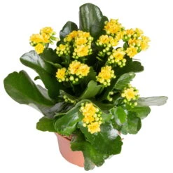 Kalanchoe 'Calandiva'®, Gelb&orange, Topf-Ø 12 Cm, Höhe Ca. 20-30 Cm, 6er-Set -Gartenbedarf Geschäft 0210350384 Kalanchoe gelb 6er Set 6xgelb 2 2