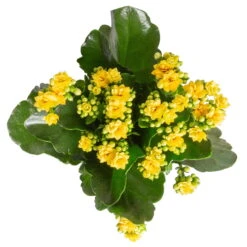 Kalanchoe 'Calandiva'®, Gelb, Topf-Ø 12 Cm, Höhe Ca. 27,5 Cm, 6er-Set -Gartenbedarf Geschäft 0210350384 Kalanchoe gelb 6er Set 6xgelb 3 3