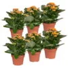 Kalanchoe 'Calandiva'®, Orange, Topf-Ø 12 Cm, Höhe Ca. 27,5 Cm, 6er-Set -Gartenbedarf Geschäft 0210350385 Kalanchoe orange 6er Set 6xorange 1