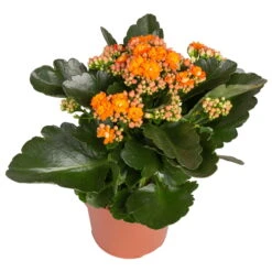 Kalanchoe 'Calandiva'®, Gelb&orange, Topf-Ø 12 Cm, Höhe Ca. 20-30 Cm, 6er-Set -Gartenbedarf Geschäft 0210350385 Kalanchoe orange 6er Set 6xorange 2