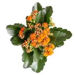Kalanchoe 'Calandiva'®, Gelb&orange, Topf-Ø 12 Cm, Höhe Ca. 20-30 Cm, 6er-Set -Gartenbedarf Geschäft 0210350385 Kalanchoe orange 6er Set 6xorange 3