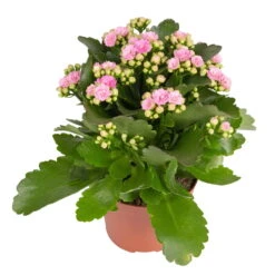 Kalanchoe 'Calandiva'®, Rosa, Topf-Ø 12 Cm, Höhe Ca. 27,5 Cm, 6er-Set 13 Kalanchoe 'Calandiva'®, Rosa, Topf-Ø 12 Cm, Höhe Ca. 27,5 Cm, 6er-Set -Gartenbedarf Geschäft 0210350386 Kalanchoe rosa 6er Set 6xrosa 1 1