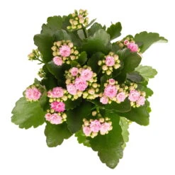 Kalanchoe 'Calandiva'®, Rosa, Topf-Ø 12 Cm, Höhe Ca. 27,5 Cm, 6er-Set 14 Kalanchoe 'Calandiva'®, Rosa, Topf-Ø 12 Cm, Höhe Ca. 27,5 Cm, 6er-Set -Gartenbedarf Geschäft 0210350386 Kalanchoe rosa 6er Set 6xrosa 2 1