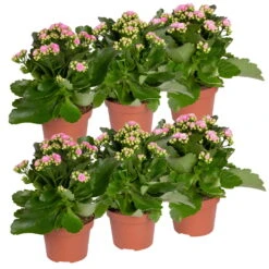 Neue Produkte -Gartenbedarf Geschäft 0210350386 Kalanchoe rosa 6er Set 6xrosa 5