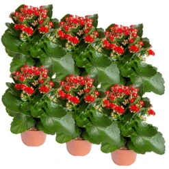 Kalanchoe 'Calandiva'®, Rot, Topf-Ø 12 Cm, Höhe Ca. 27,5 Cm, 6er-Set -Gartenbedarf Geschäft 0210350387 Kalanchoe rot 6er Set 6xrot 2