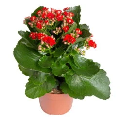 Kalanchoe 'Calandiva'®, Weiß & Rot, Topf-Ø 12 Cm, Höhe Ca. 20-30 Cm, 6er-Set -Gartenbedarf Geschäft 0210350387 Kalanchoe rot 6er Set 6xrot 21 1