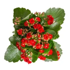 Kalanchoe 'Calandiva'®, Rot&violett, Topf-Ø 12 Cm, Höhe Ca. 20-30 Cm, 6er-Set -Gartenbedarf Geschäft 0210350387 Kalanchoe rot 6er Set 6xrot 3 3