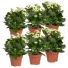 Kalanchoe 'Calandiva'®, Weiß, Topf-Ø 12 Cm, Höhe Ca. 27,5 Cm, 6er-Set -Gartenbedarf Geschäft 0210350388 Kalanchoe weiss 6er Set 6xweiss