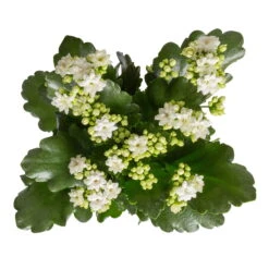 Kalanchoe 'Calandiva'®, Weiß, Topf-Ø 12 Cm, Höhe Ca. 27,5 Cm, 6er-Set -Gartenbedarf Geschäft 0210350388 Kalanchoe weiss 6er Set 6xweiss 1 1