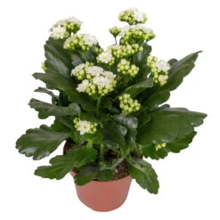 Kalanchoe 'Calandiva'®, Weiß & Rot, Topf-Ø 12 Cm, Höhe Ca. 20-30 Cm, 6er-Set -Gartenbedarf Geschäft 0210350388 Kalanchoe weiss 6er Set 6xweiss 2