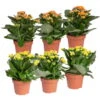 Kalanchoe 'Calandiva'®, Gelb&orange, Topf-Ø 12 Cm, Höhe Ca. 20-30 Cm, 6er-Set -Gartenbedarf Geschäft 0210350390 Kalanchoe gelb orange 6er Set 3xgelb 3xorange
