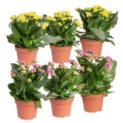 Kalanchoe 'Calandiva'®, Gelb&violett, Topf-Ø 12 Cm, Höhe Ca. 20-30 Cm, 6er-Set