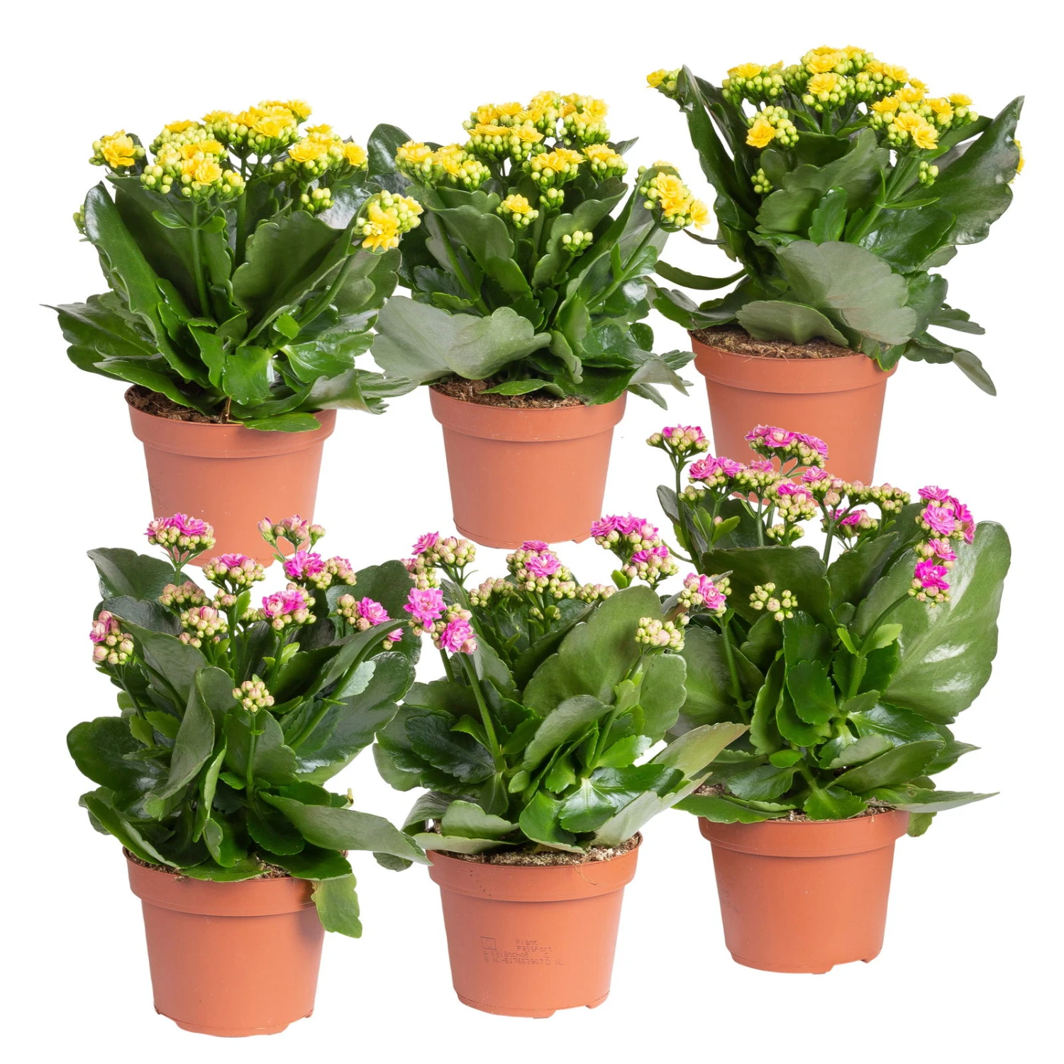 Kalanchoe 'Calandiva'®, Gelb&violett, Topf-Ø 12 Cm, Höhe Ca. 20-30 Cm, 6er-Set 3 Kalanchoe 'Calandiva'®, Gelb&violett, Topf-Ø 12 Cm, Höhe Ca. 20-30 Cm, 6er-Set
