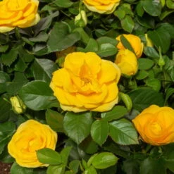 Rose Patio, Gelb, Topf-Ø 13 Cm, 3er-Set -Gartenbedarf Geschäft 0210550250 Rose Patio T13 6er Set gelb WS 2