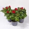 Rose Patio, Rot, Topf-Ø 13 Cm, 3er-Set -Gartenbedarf Geschäft 0210550260 Rose Patio T13 3er Set rot
