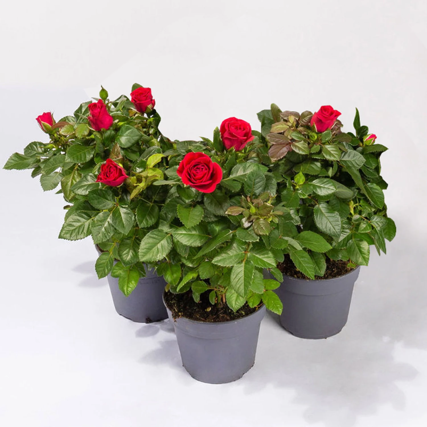Rose Patio, Rot, Topf-Ø 13 Cm, 3er-Set 3 Rose Patio, Rot, Topf-Ø 13 Cm, 3er-Set