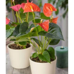 Flamingoblume, 'Orange Champion', Orange, Topf-Ø 12 Cm, Höhe Ca. 35 Cm -Gartenbedarf Geschäft 0210650133 Anthurium Orange Champion