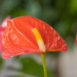 Flamingoblume, 'Orange Champion', Orange, Topf-Ø 12 Cm, Höhe Ca. 35 Cm -Gartenbedarf Geschäft 0210650133 Anthurium Orange Champion1
