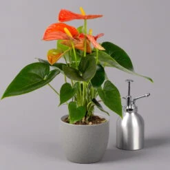 Flamingoblume, 'Orange Champion', Orange, Topf-Ø 12 Cm, Höhe Ca. 35 Cm -Gartenbedarf Geschäft 0210650133 Anthurium orange Champion 12cm 3 114726