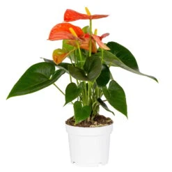 Flamingoblume, 'Orange Champion', Orange, Topf-Ø 12 Cm, Höhe Ca. 35 Cm -Gartenbedarf Geschäft 0210650133 Anthurium orange Champion KB 12cm T H 35cm Stolk