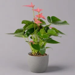 Flamingoblume 'Pink Champion', Topf-Ø 12 Cm, Höhe Ca. 35 Cm -Gartenbedarf Geschäft 0210650281 Anthurium Andreanum Pink Champion 12cm 1 114742