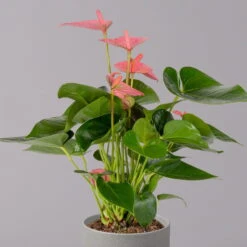 Flamingoblume 'Pink Champion', Topf-Ø 12 Cm, Höhe Ca. 35 Cm -Gartenbedarf Geschäft 0210650281 Anthurium Andreanum Pink Champion 12cm 2 114743