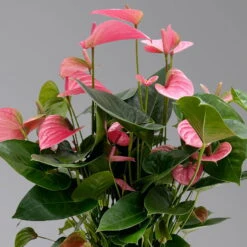 Neue Produkte -Gartenbedarf Geschäft 0210650450 Anthurium andrPink Champion T21 H65 4 126765
