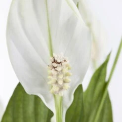 Einblatt 'Bellini' In Übertopf Vibes Rosa, Topf-Ø 13 Cm, Höhe Ca. 30 Cm -Gartenbedarf Geschäft 0210660098 0210660099 0210660100 0210660101 Spathiphyllum Bellini 1 124913