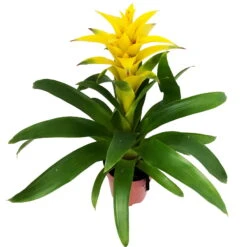 Guzmania 'Diana', Gelb, Topf-Ø 12 Cm, Höhe Ca. 50 Cm 7 Guzmania 'Diana', Gelb, Topf-Ø 12 Cm, Höhe Ca. 50 Cm -Gartenbedarf Geschäft 0210750510 Guzmania Diana