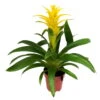 Guzmania 'Diana', Gelb, Topf-Ø 12 Cm, Höhe Ca. 50 Cm -Gartenbedarf Geschäft 0210750510 Guzmania Diana 1